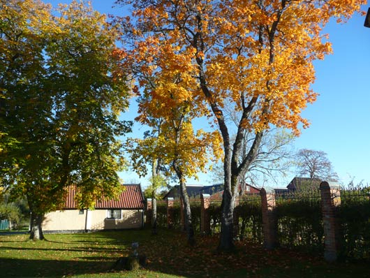 Träd med gula blad grindstolpar