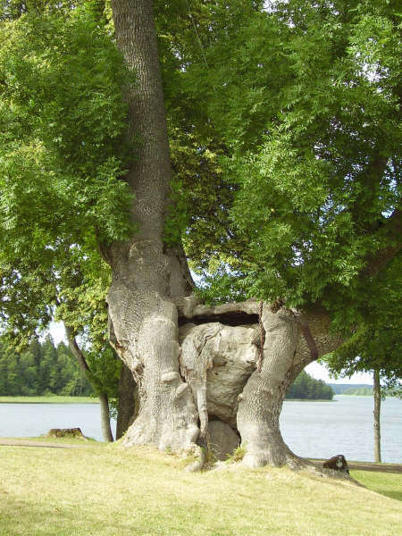 Yggdrasil, den magiska asken på Rockelstad