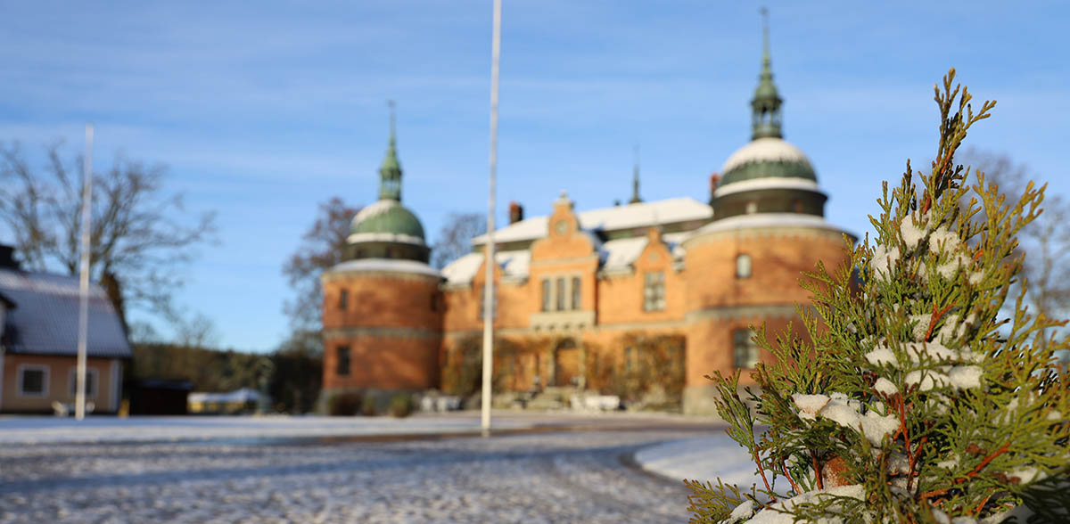Vinterbild på Rockelstad slott med en tuja i förgrunden